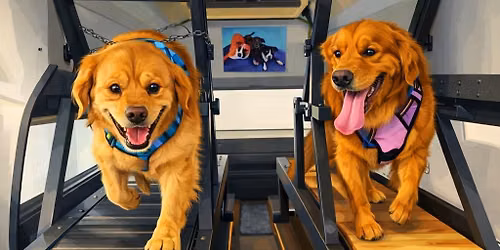 Dog Treadmill Sessions @ Zocalo Pet Days 2026