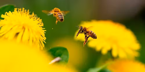 Butterflies & Bees in Flight