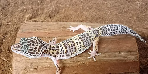 The Naze Reptile Encounter