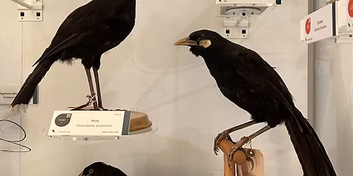 Encountering Extinction: A talk by author Dolly J\u00f8rgensen