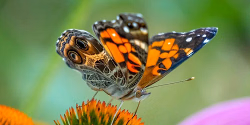 GET OUTSIDE! Free "Birds & Butterflies" Hike with AVAS