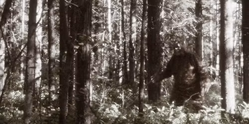 Finding Bigfoot