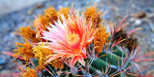 Spring Equinox Ritual