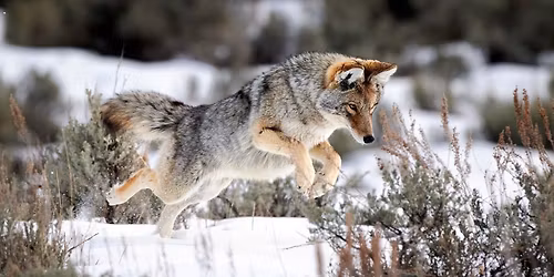 Colorado Pro Photographer Showdown