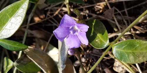 The Transpersonal Nature of Therapeutic Touch