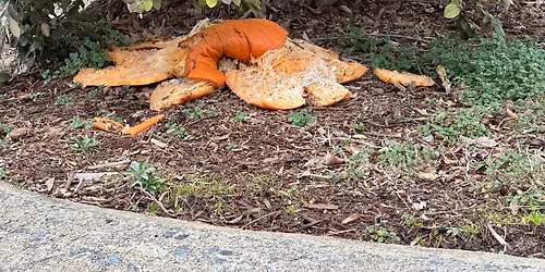 Pumpkin Drop-off for the Animals of WWFM