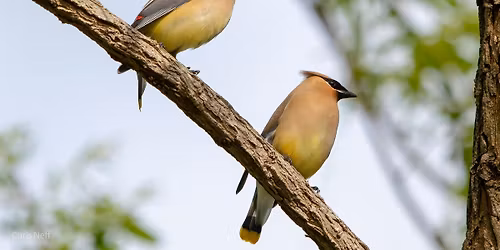 NJ Audubon: Sunday Afternoon Bird Walk