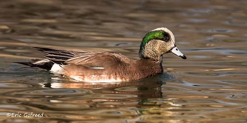 Bird Walk-- Sedona Wetlands Preserve Birding Hour