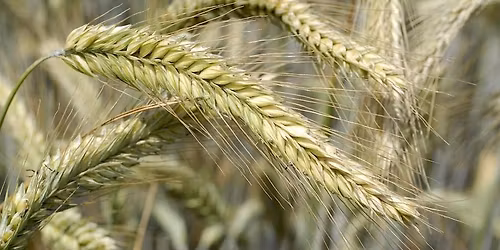 Drye January tasting 