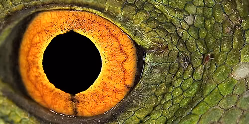 Dinosaurs and Reptiles