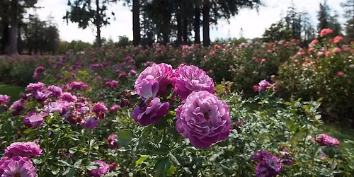 Urban Sketch at San Jose Municipal Rose Garden