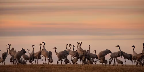 GRYNINGSGUIDNING TILL TRANDANSEN - 30 MARS