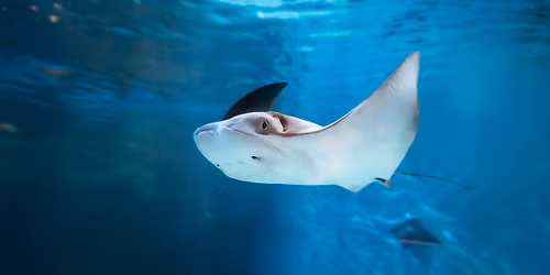 Breakfast Series: Aquarium Animals 