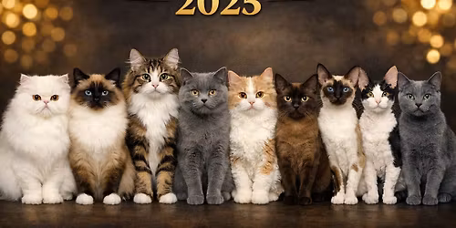 Utdeling av \u00c5rets Katt 2025