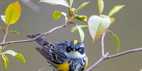 Workshop - Why Do Birds Migrate?