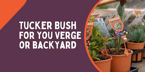 Tuckerbush for Your Verge or Backyard