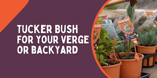 Tuckerbush for Your Verge or Backyard