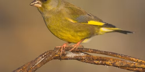 Vroege vogelwandeling - zaterdag 4 april