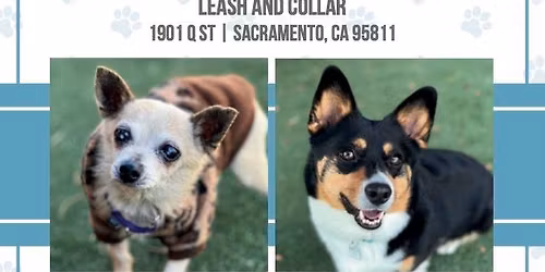 Shop & Snuggle with Adoptable Dogs!