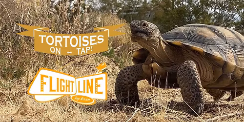Tortoises On Tap! At Flight Line Tap Room