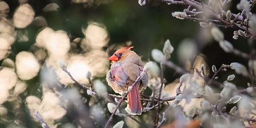 Bird Walks & Day Trips for TZ Bird Club