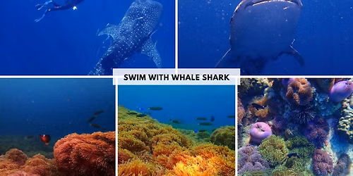 Swim with Whale Shark
