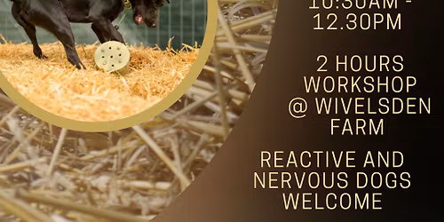 Introduction To Barn Hunt Workshop 