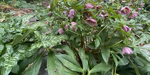 Poisonous Plants - Talk & Tour