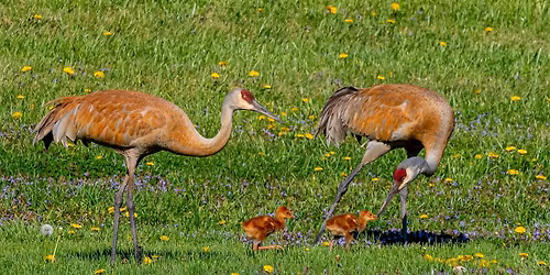 Town of Dunn Arbor Day Potluck