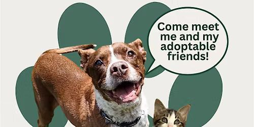 Find Your New Best Friend | Footbridge Foundation Adoption Event
