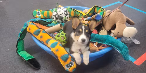 Good Puppy Play and Train Class