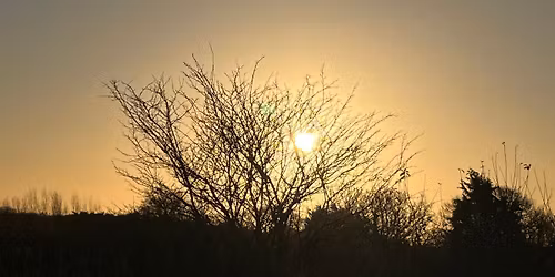 Woodland cacao and tree bonding evening 