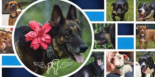 2nd Annual Whiskers & Wagers Fundraiser!