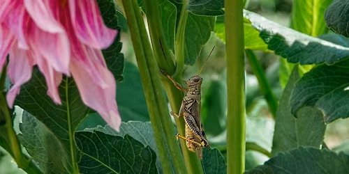 Insect Safari Evening
