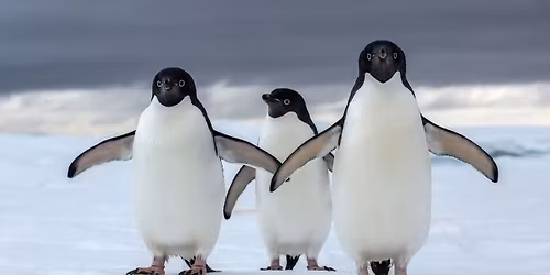 Heather Lynch - Penguins at Jack Singer Concert Hall at Arts Commons