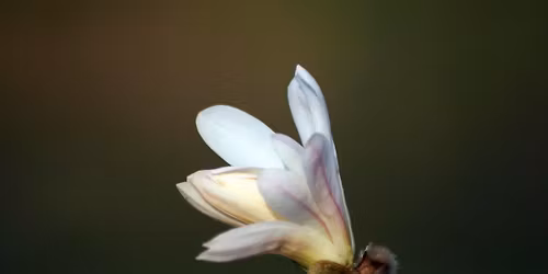 L\u00f6rdagsmusik: Sk\u00f6na maj, v\u00e4lkommen