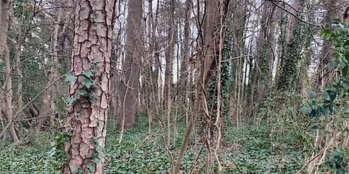 Successful Gardener - Wrong Plant, Wrong Place: Identify, Remove, Replace
