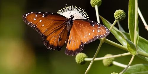 Family Fun Day: Pollinator Party