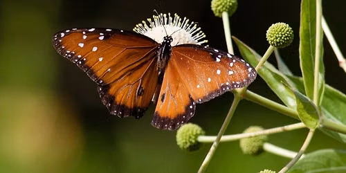 Family Fun Day: Pollinator Party