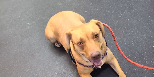 Basic Angels Fun-Bedience Course