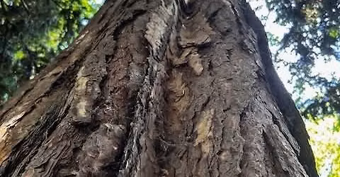 Rooted in God
