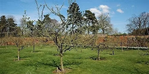 Summer Fruit Tree Pruning