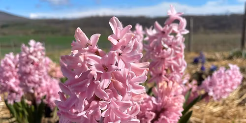 V. Tulip\u00e1n\ud83c\udf37-J\u00e1cint\ud83e\udebb-N\u00e0rcisz\ud83c\udf3c Szedd Magad a TulipGarden Dunakanyarban!