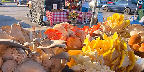 Basic Mushroom Cultivation Class