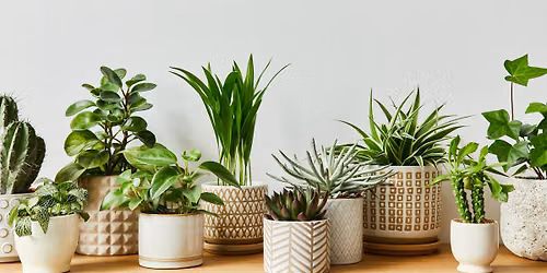Garden Class: Houseplant Basics