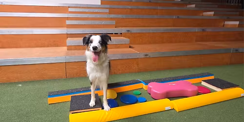 Workshop \u201eFitnessbasics F\u00fcr Hunde\u201c