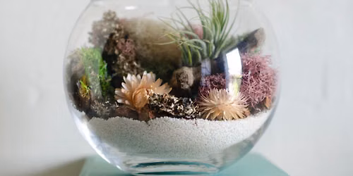 Build Your Own Air Plant Terrarium