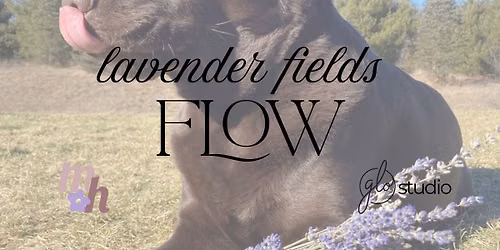 Lavender Fields Flow | Yoga + Sound Therapy