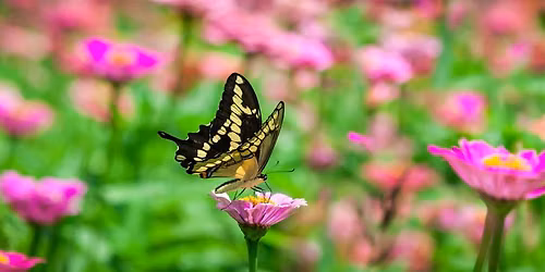 Hummingbird & Butterfly Gardens