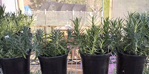 Annual Lavender Plant Sale